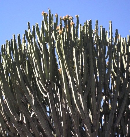 Euphorbia ingens branchlets